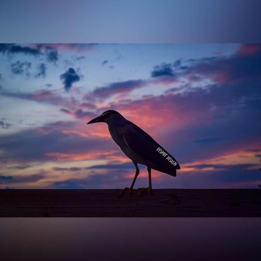 “Sunset Scavenger” 🖤 4”x6” Framed Original Print by deSmit Design